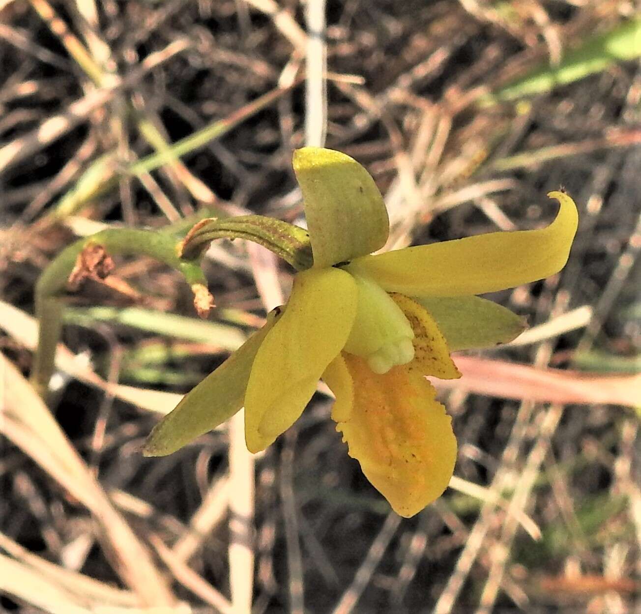 Image de Eulophia hians var. inaequalis (Schltr.) S. Thomas