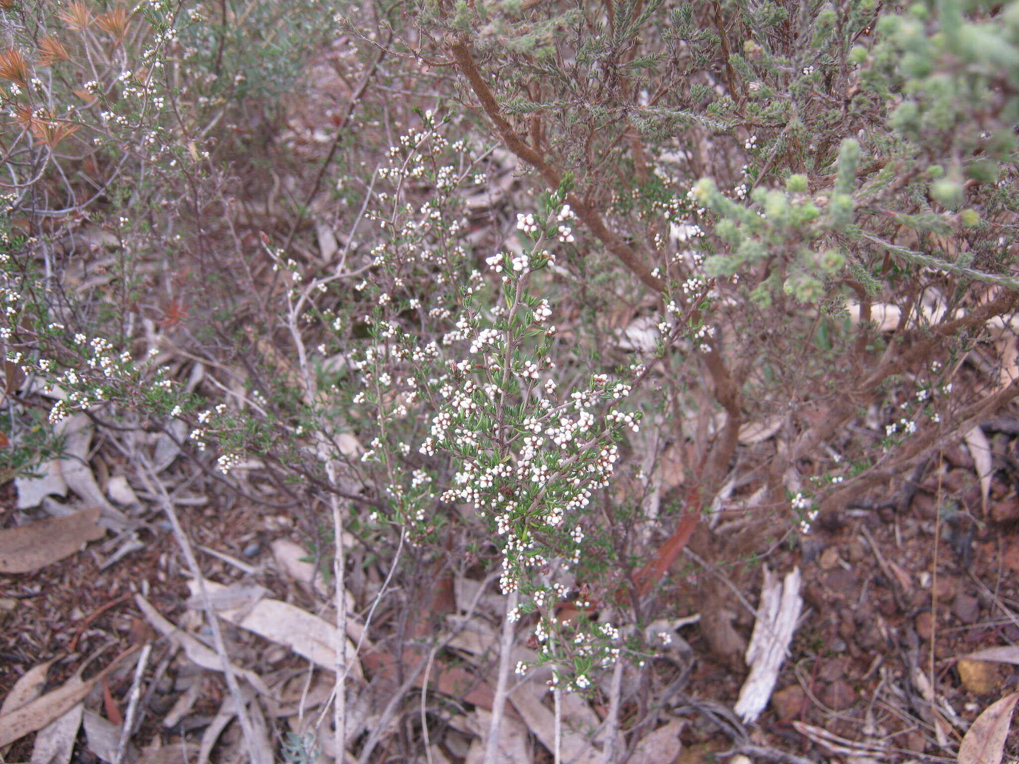 Image of Cryptandra tomentosa Lindl.