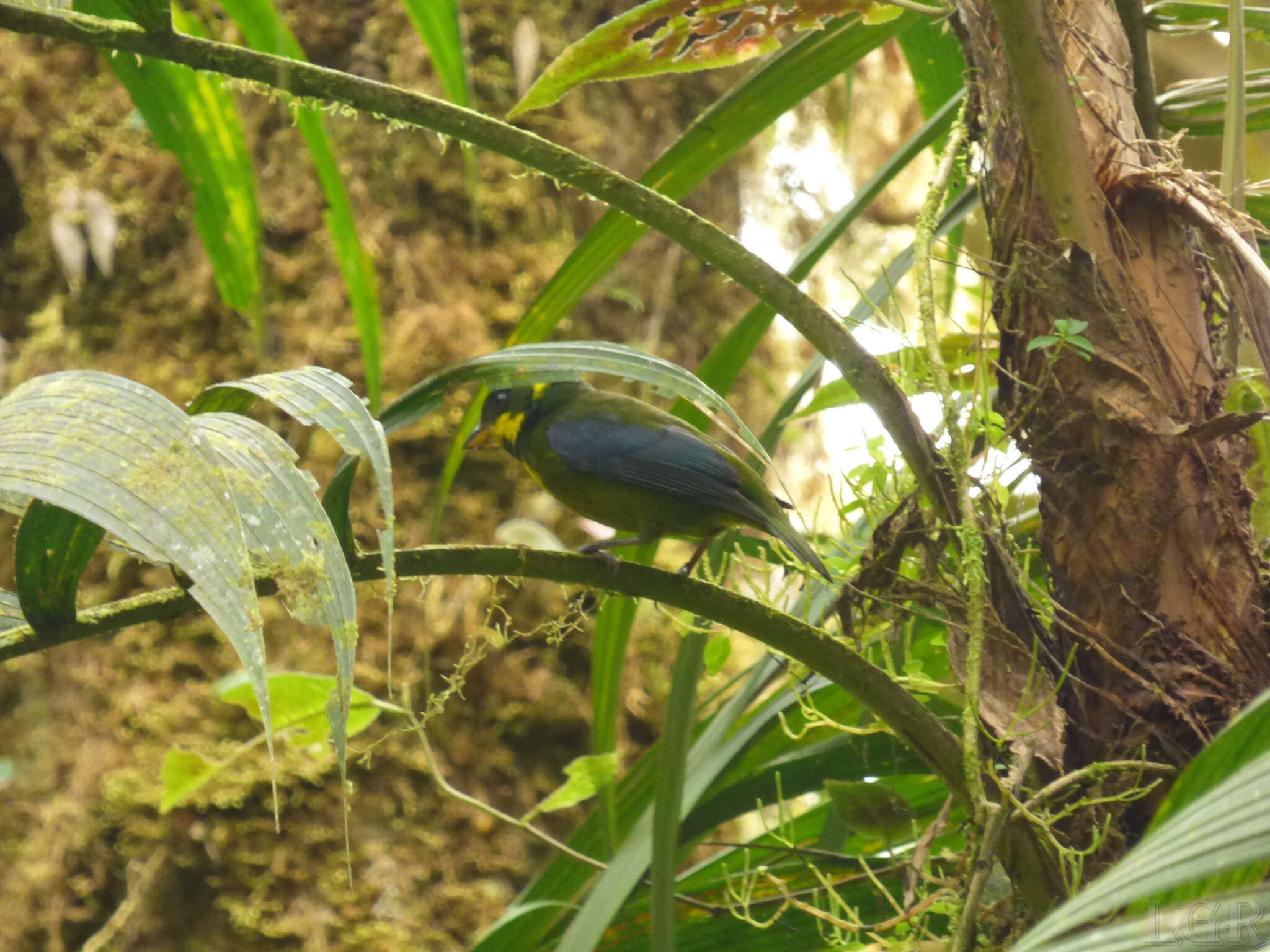 Image of Gold-ringed Tanager