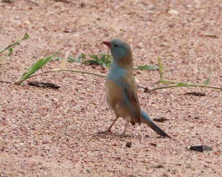 صورة Uraeginthus cyanocephalus (Richmond 1897)