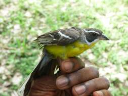 صورة Emberiza cabanisi (Reichenow 1875)