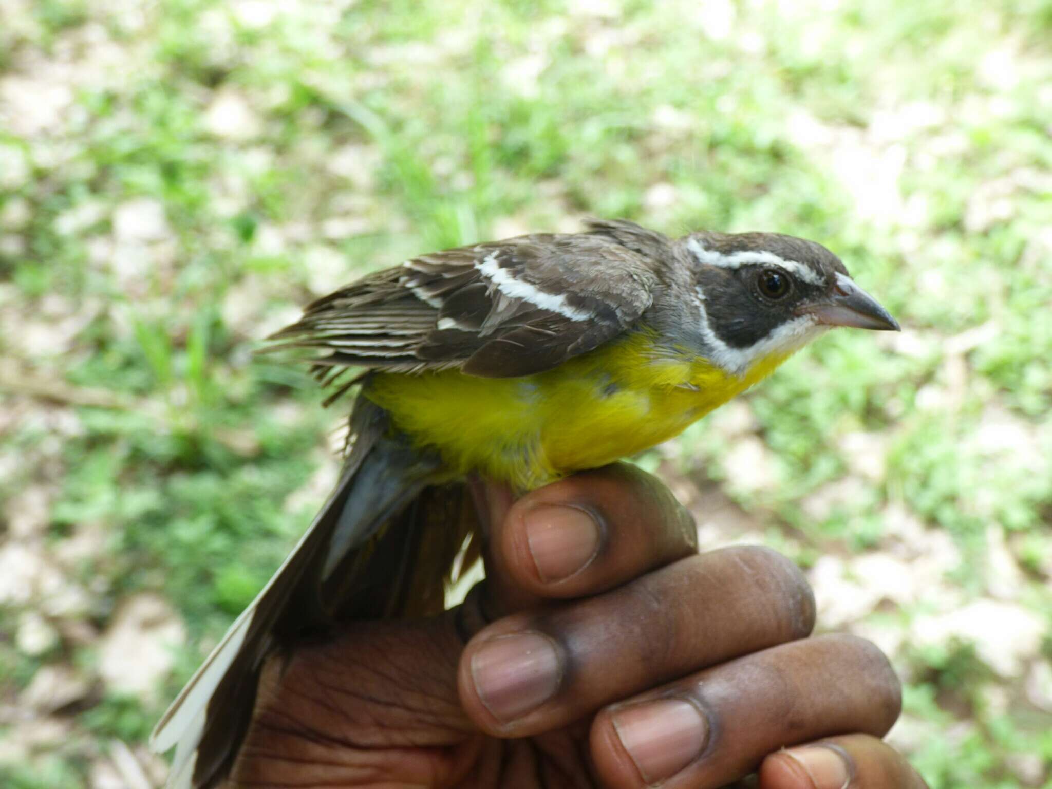 Слика од Emberiza cabanisi (Reichenow 1875)