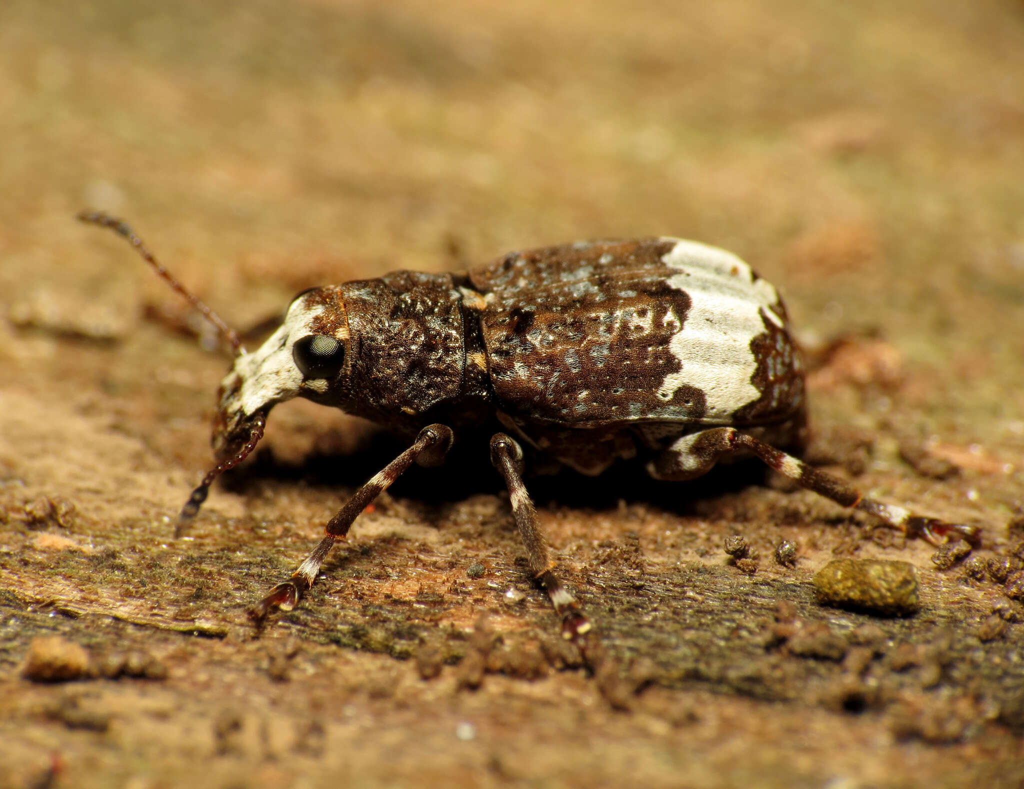 Imagem de Eurymycter fasciatus (Olivier 1795)