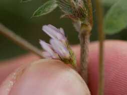 Imagem de Astragalus tribuloides Delile