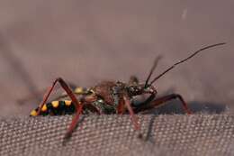 صورة Rhynocoris erythropus (Linnaeus 1767)