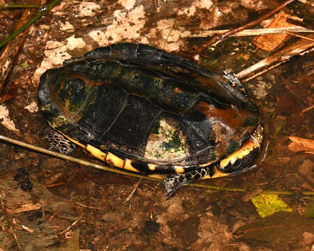 Image of Platemys