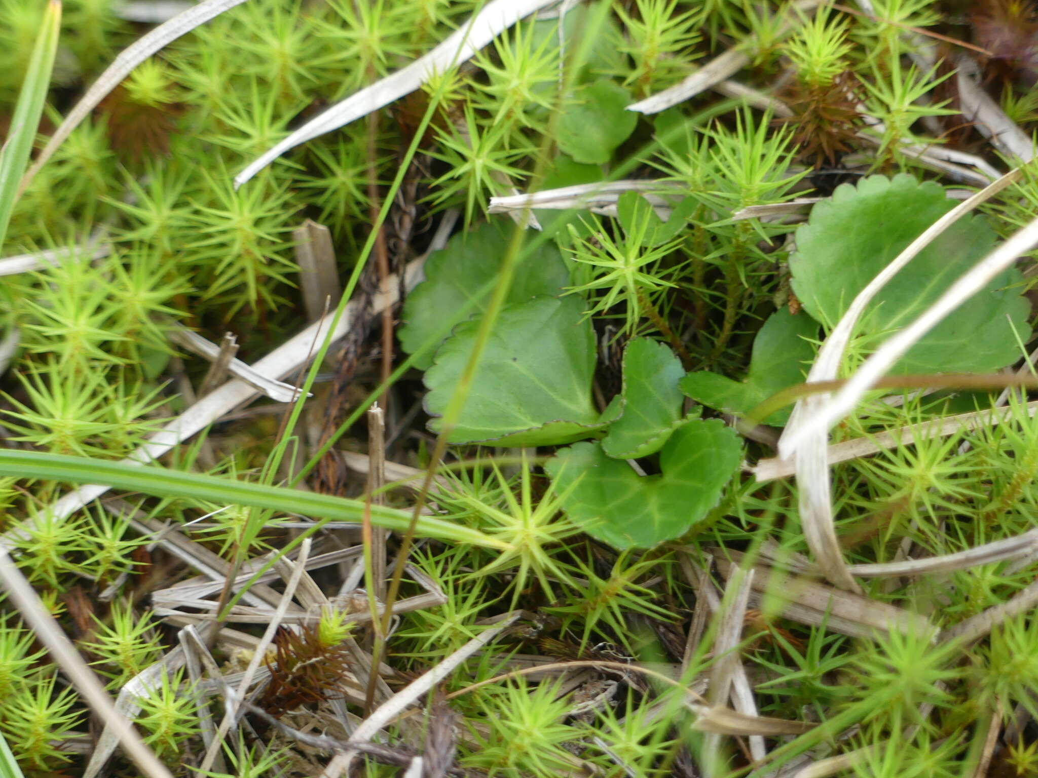 Image of Deer-Cabbage