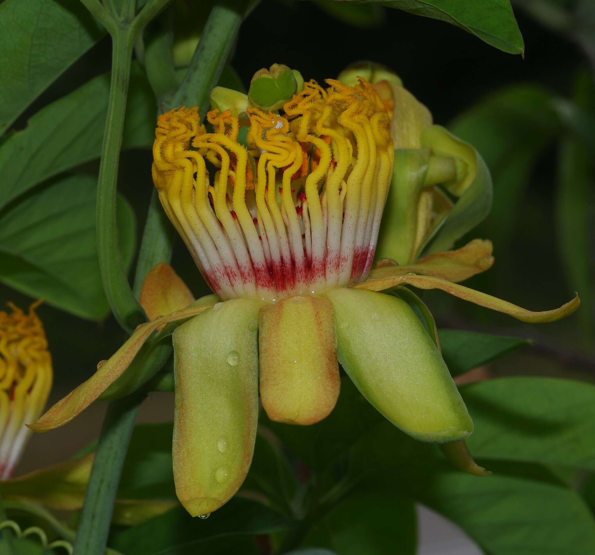 Image de Passiflora cirrhiflora A. Juss.