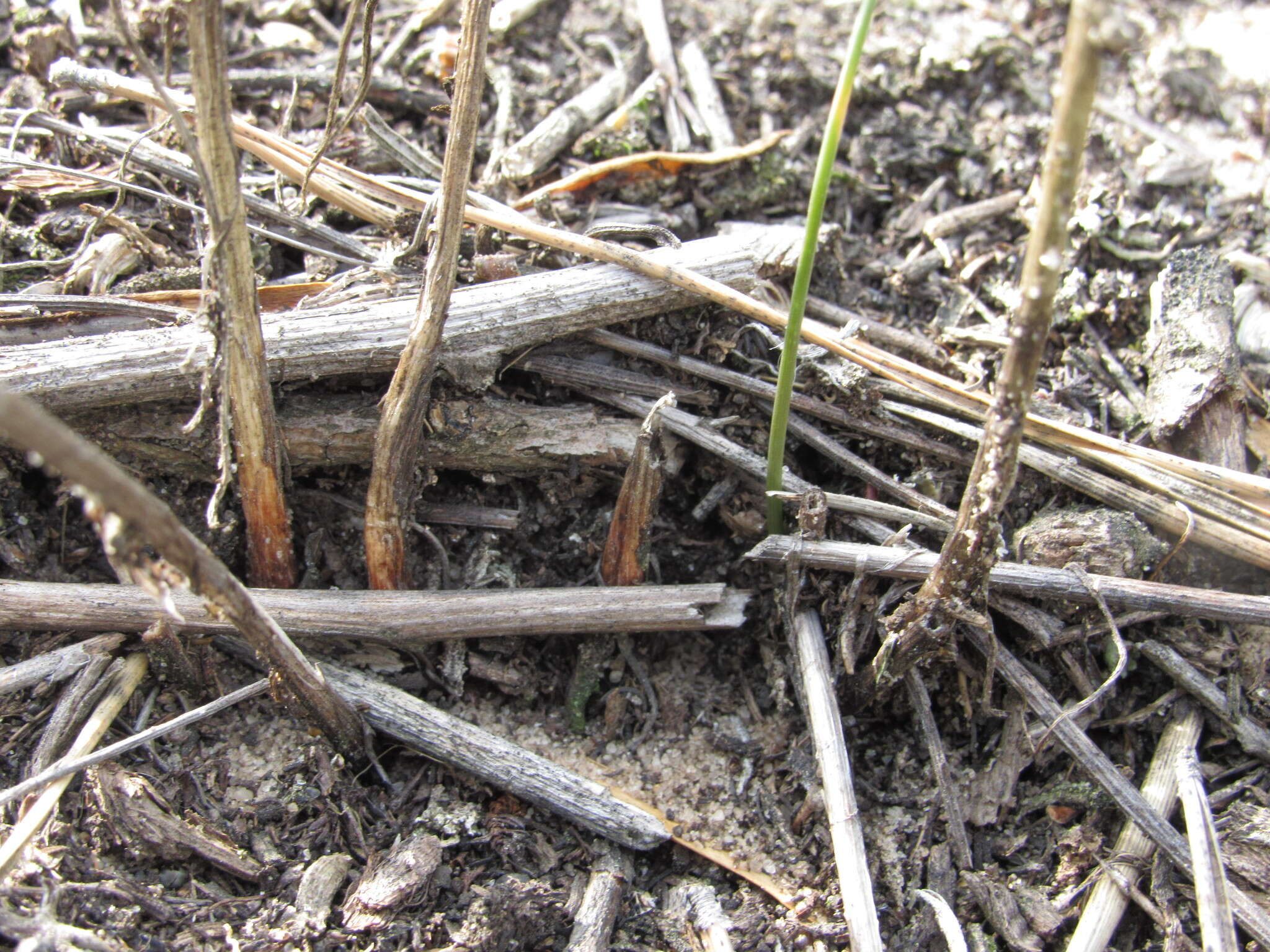 Image of Allium saxatile M. Bieb.