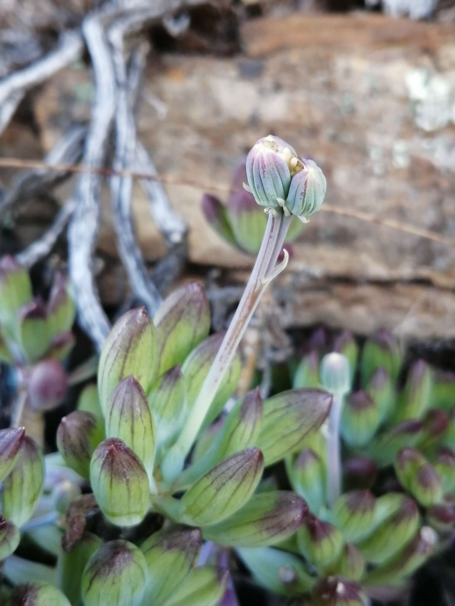 Plancia ëd Curio crassulifolius (DC.) P. V. Heath