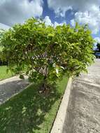 Image of White flag bush