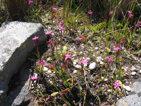 Image of Thereianthus minutus (Klatt) G. J. Lewis