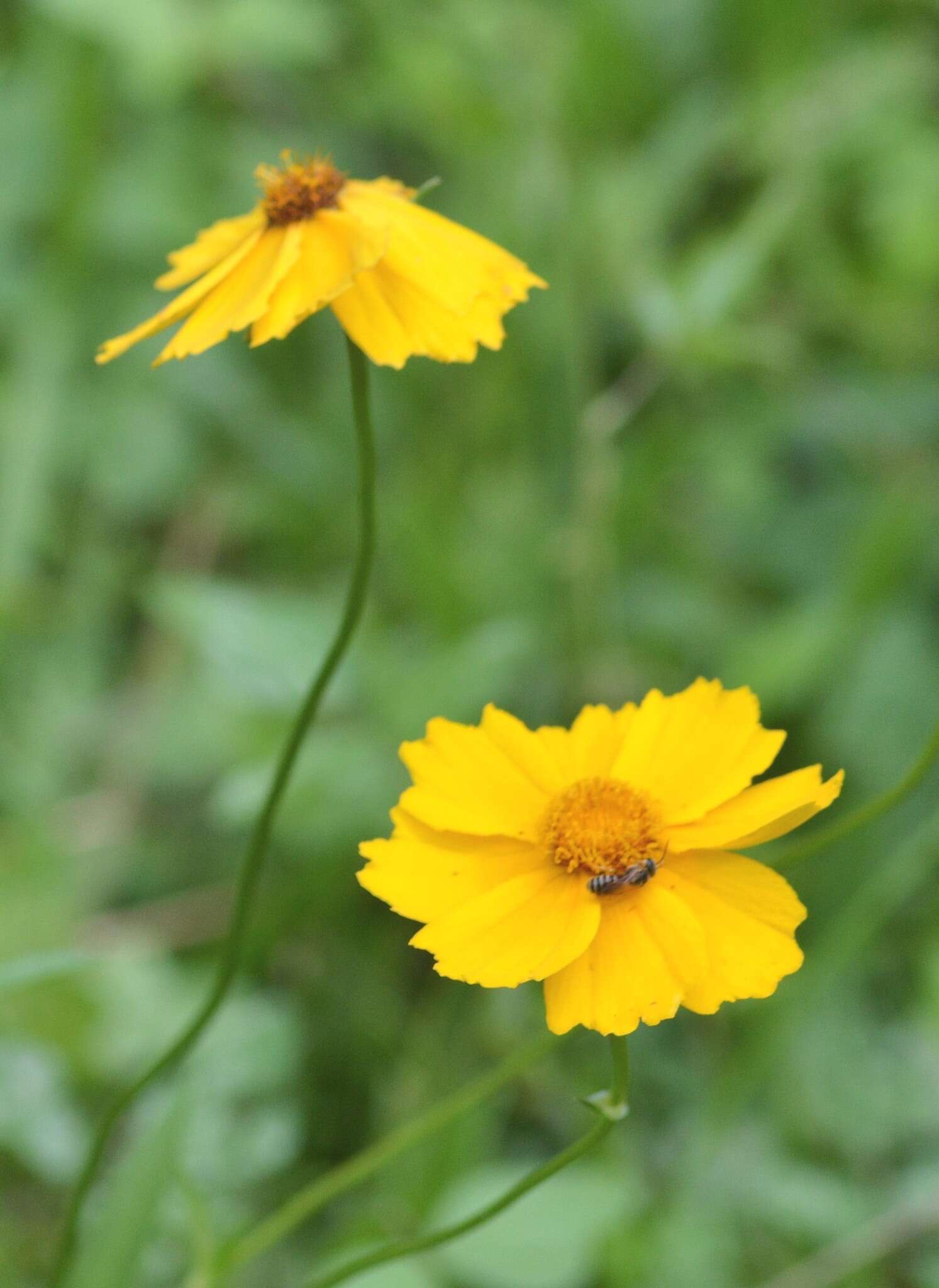 صورة Coreopsis intermedia Sherff