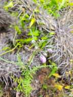 Imagem de Schizanthus porrigens subsp. borealis