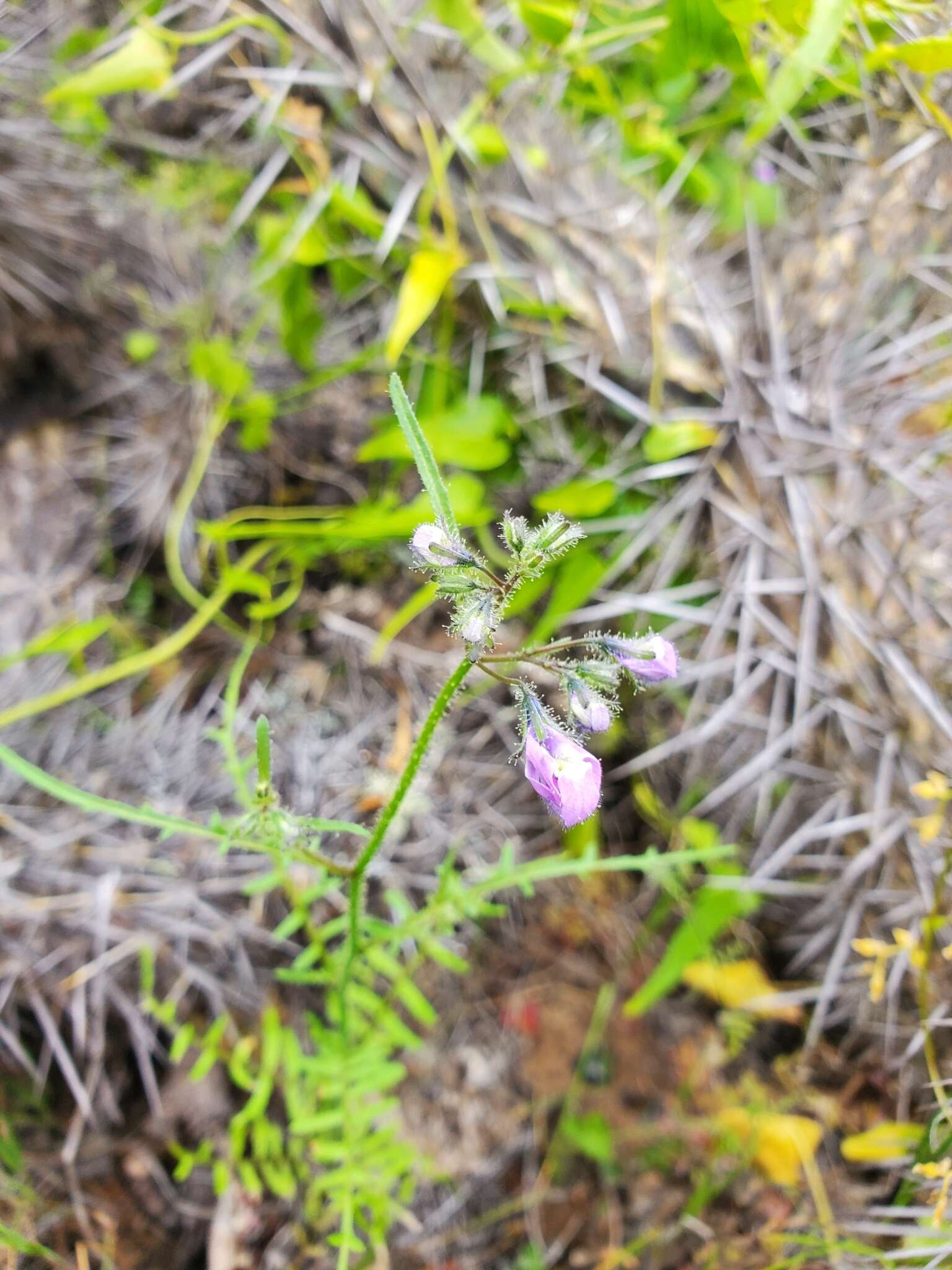 Imagem de Schizanthus porrigens subsp. borealis