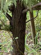 Image of Hinoki Cypress