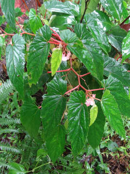 Image of Begonia malabarica Lam.