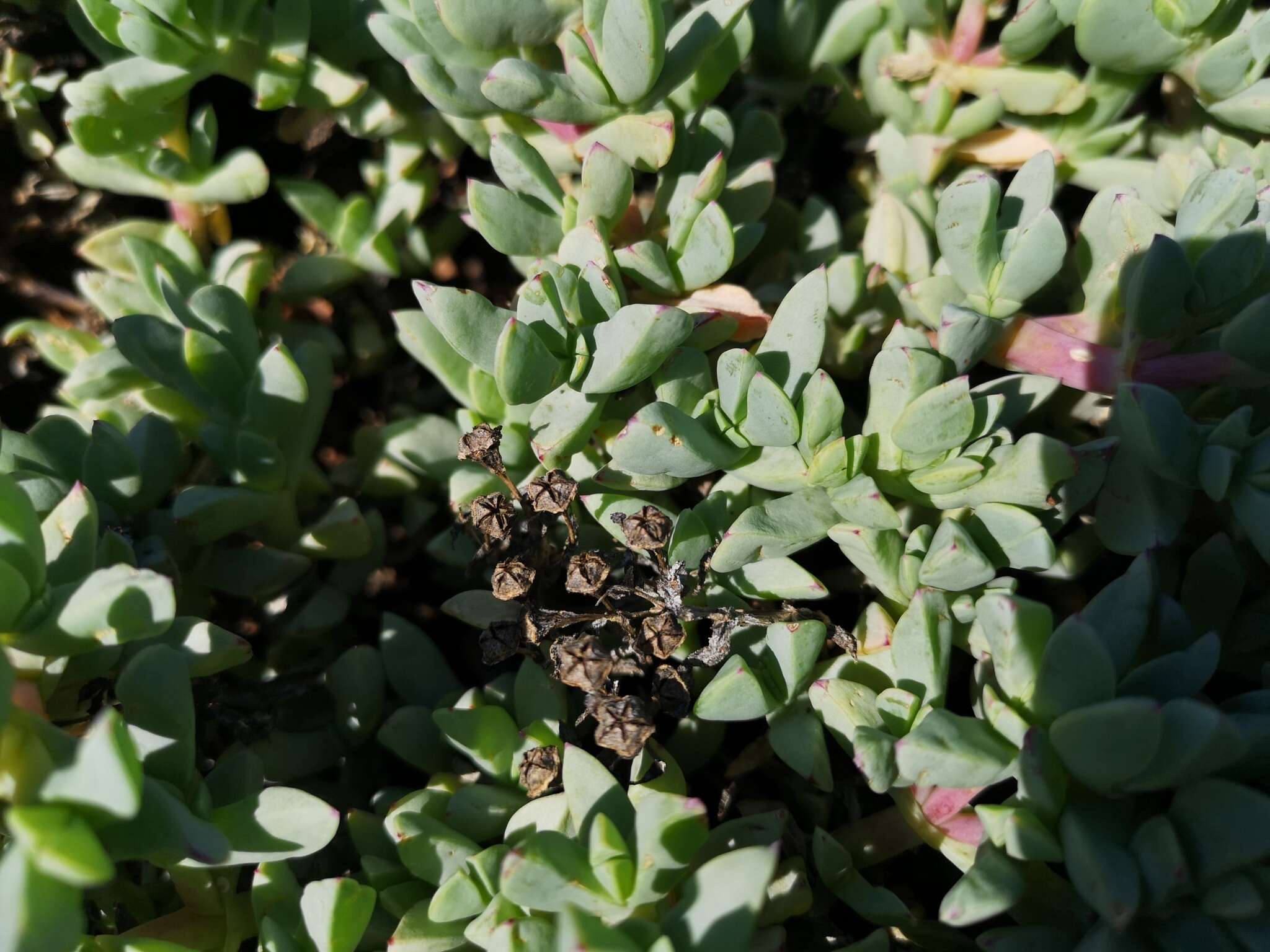 Image of Oscularia paardebergensis (L. Bol.) H. E. K. Hartm.