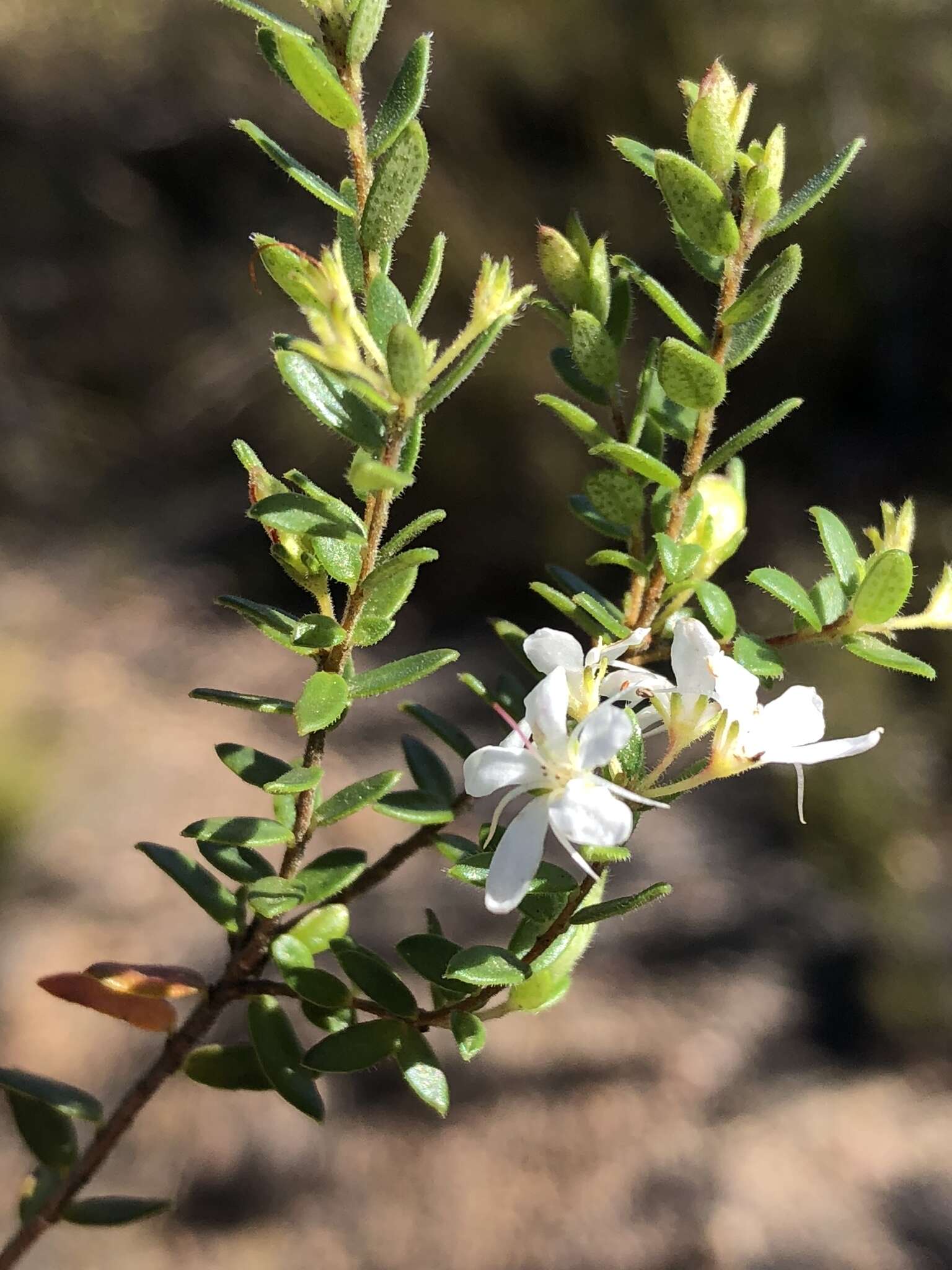 Image of Agathosma planifolia Sond.