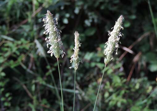 Plancia ëd Phalaris coerulescens Desf.