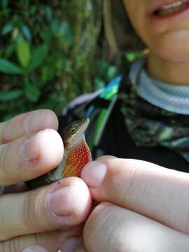 Image of Blemished Anole