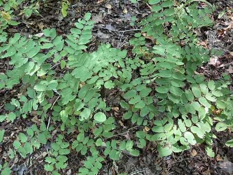 Image of Ouachita False Indigo