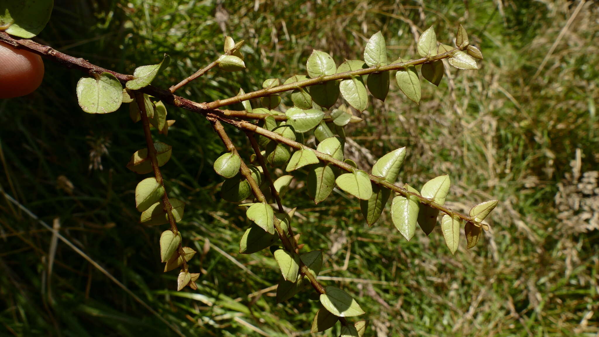 Image de Metrosideros diffusa (Forst. fil.) Smith