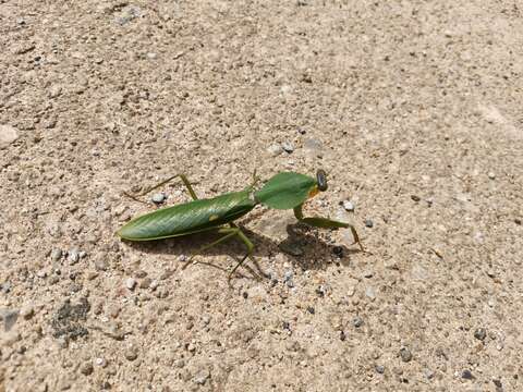 Image of Giant Malaysian Shield Mantis