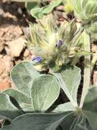 Image of beaver Indian breadroot