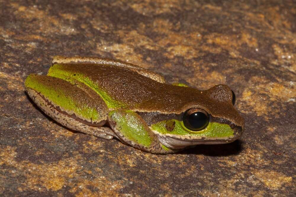 Image of Blue Mountains Tree Frog