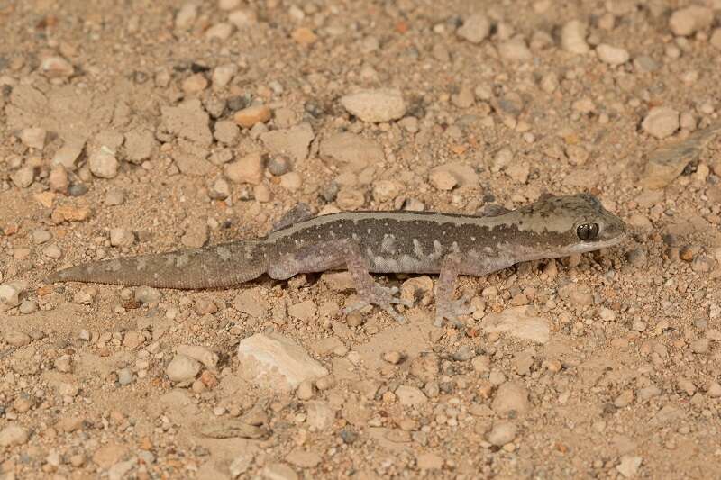 Image of South Coast Gecko