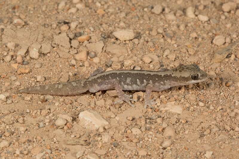 Image of Diplodactylus calcicolus Hutchinson, Doughty & Oliver 2009