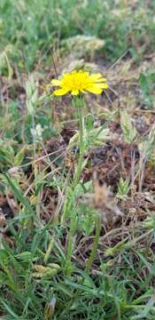 Image of Podospermum canum C. A. Mey.