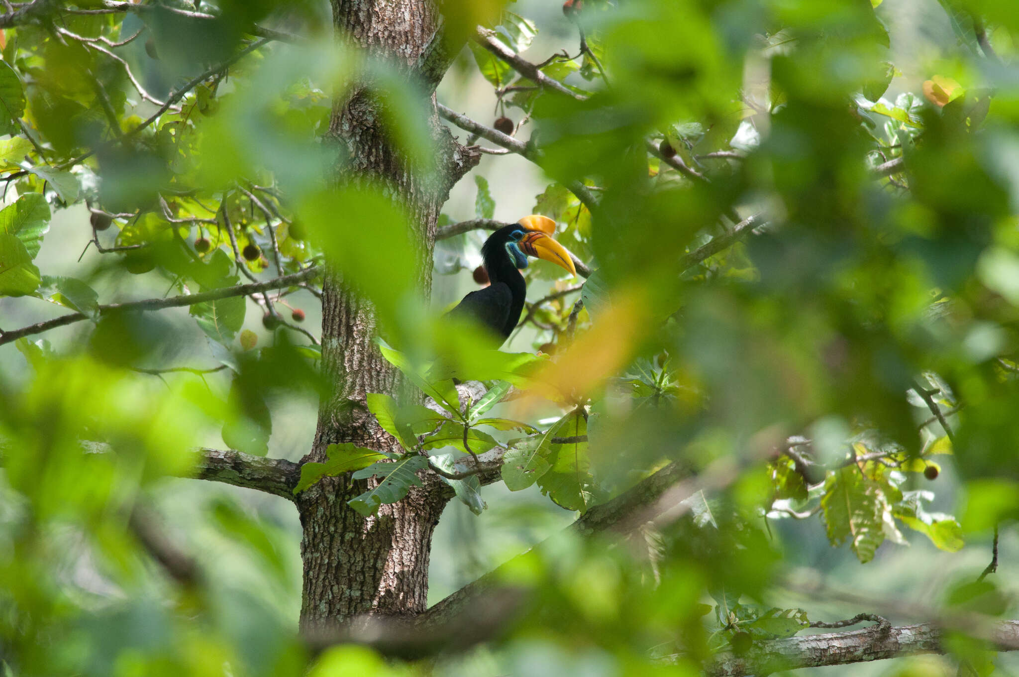 Image of Knobbed Hornbill