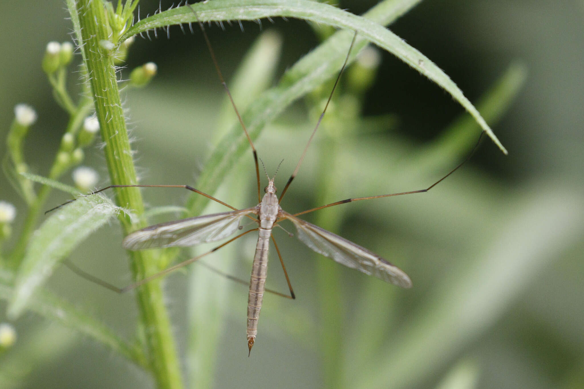 Image of Marsh crane fly