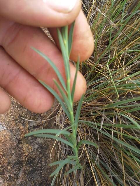 Image of Milkgrass