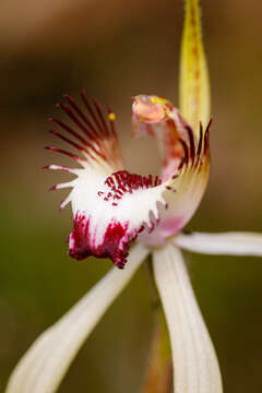 Imagem de Caladenia cala Hopper & A. P. Br.