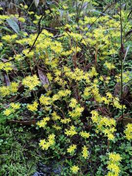 Слика од Sedum emarginatum Migo