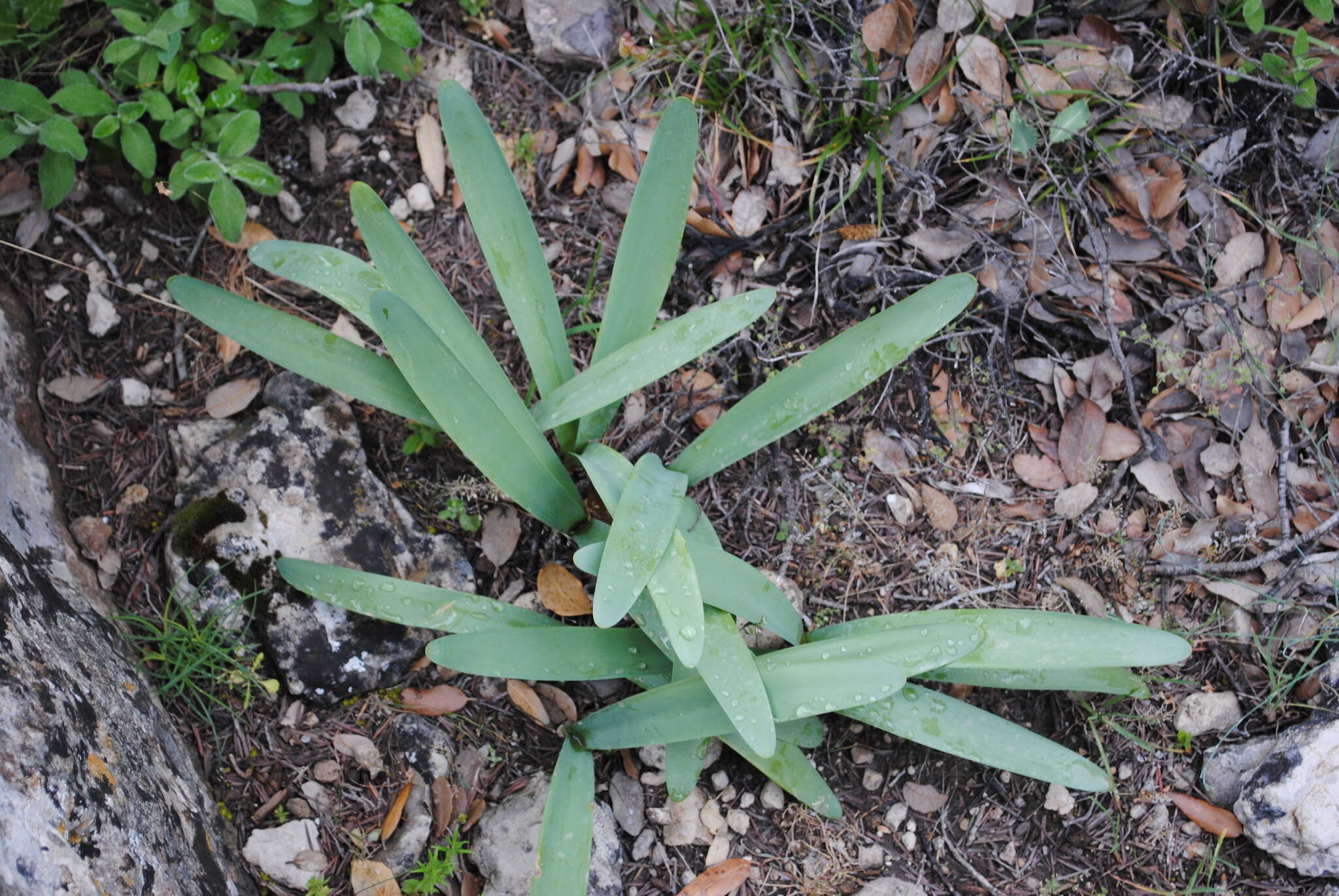 Imagem de Pancratium illyricum L.