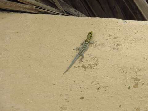 Image of painted dwarf gecko