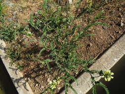 Image of Astragalus garbancillo Cav.