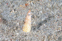 Image of Sharpsnout snake eel