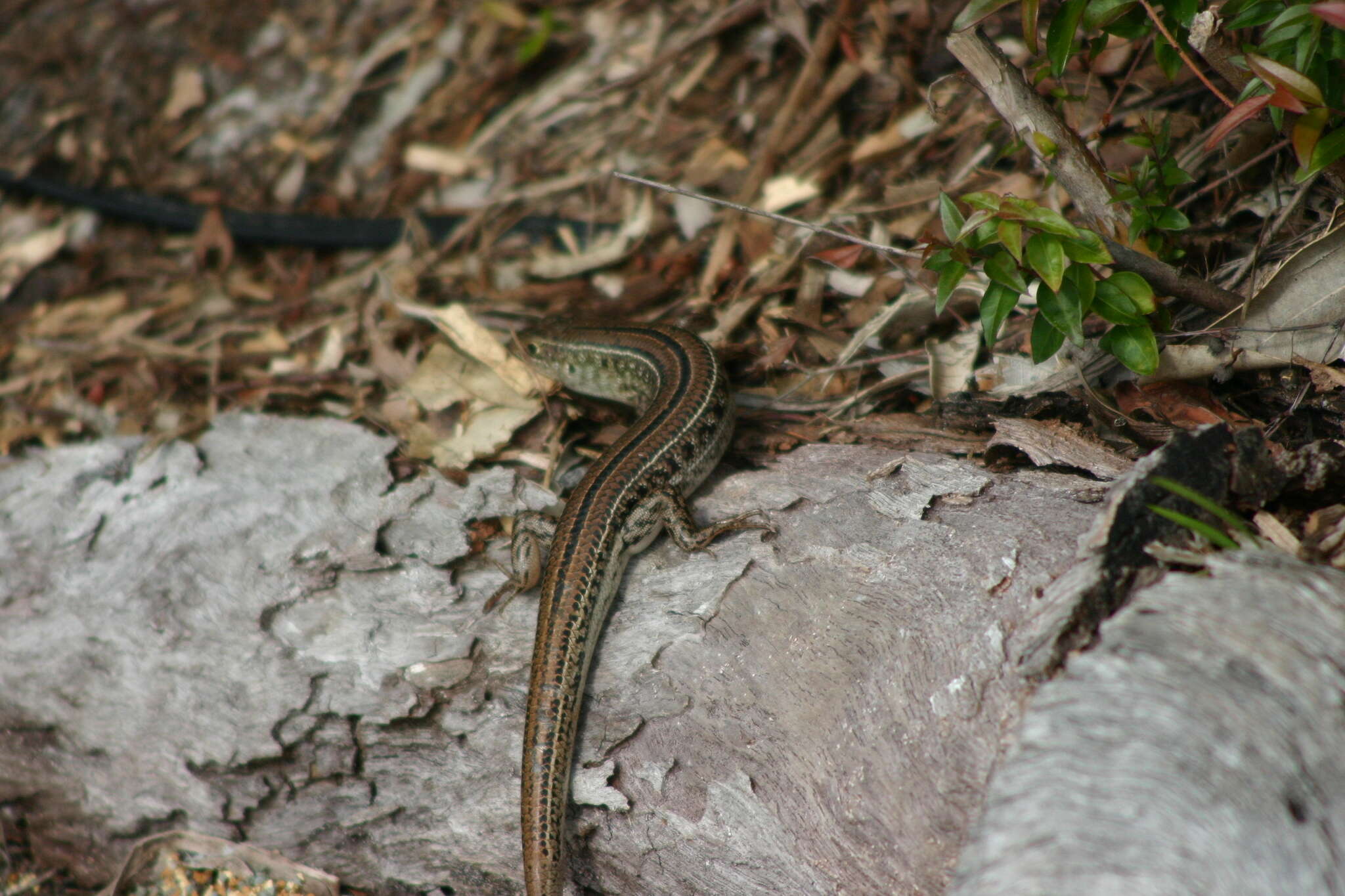 Image of Robust Ctenotus