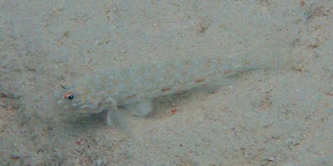 Image of Orangespotted goby