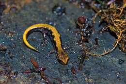 Image of Coeur d'Alene Salamander