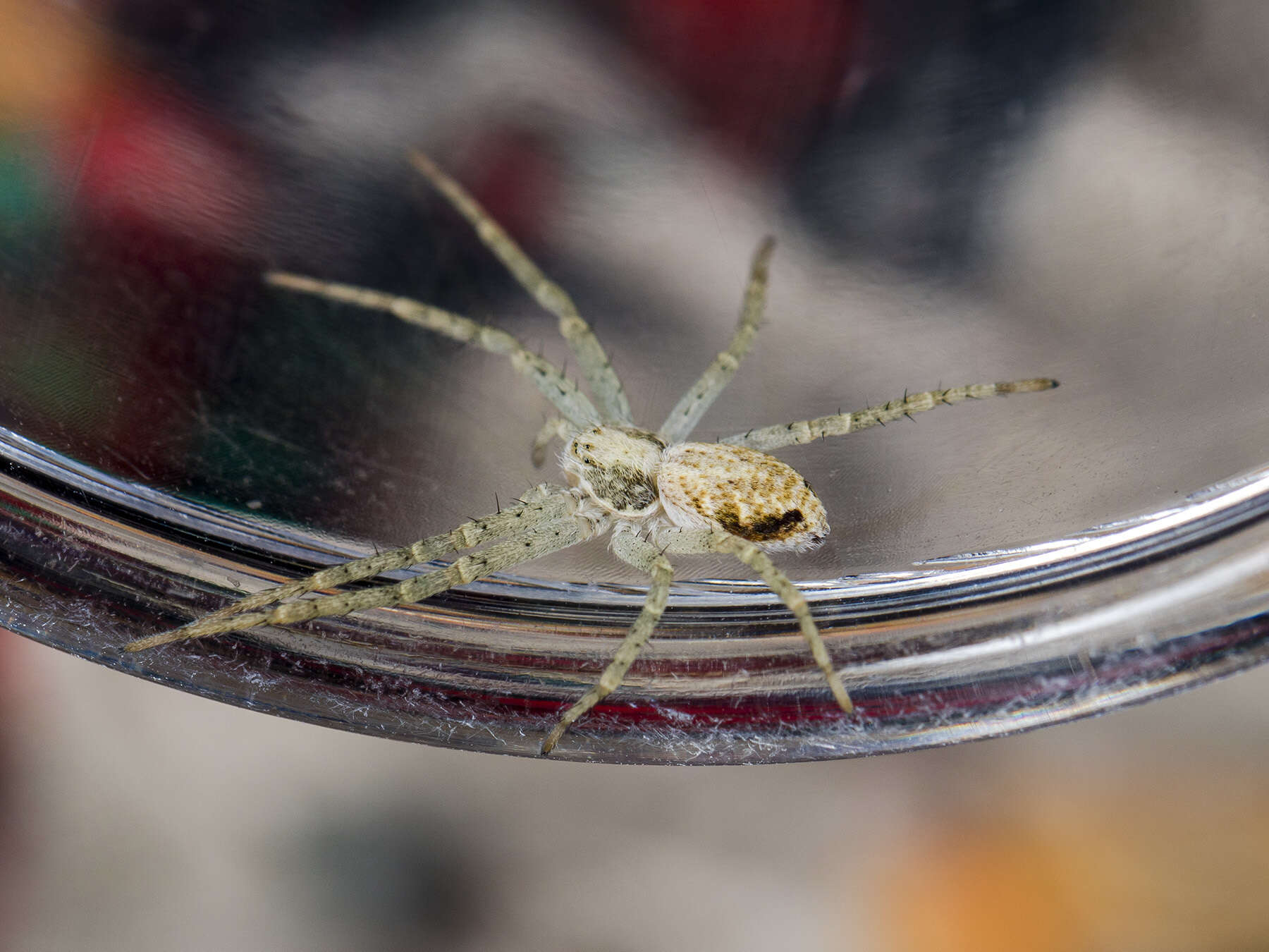 Image of Philodromus longipalpis Simon 1870