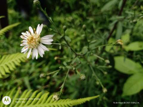 صورة Symphyotrichum schaffneri (S. D. Sundb. & A. G. Jones) G. L. Nesom