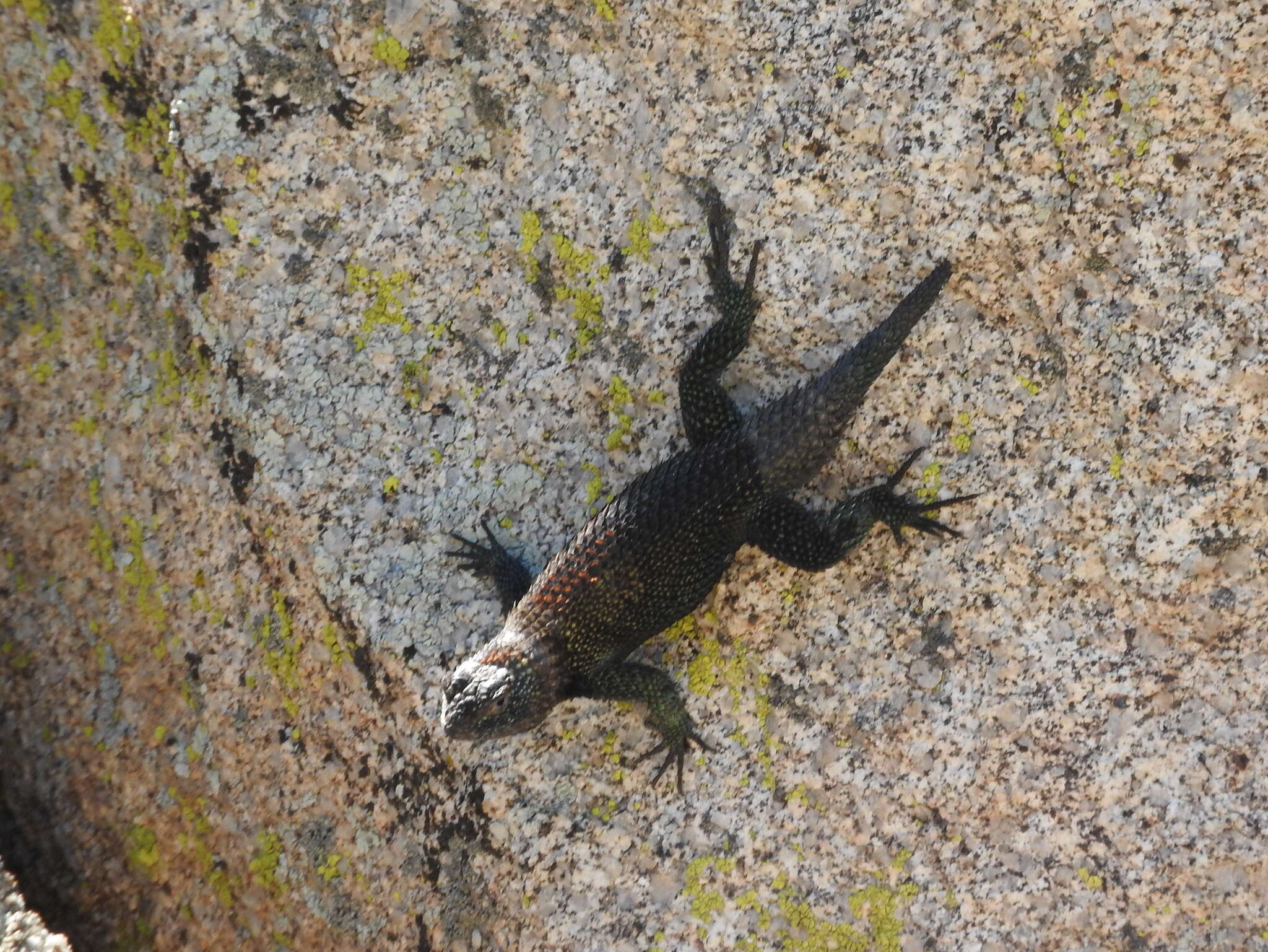 Image of Granite Spiny Lizard