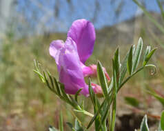 Lathyrus brachycalyx Rydb.的圖片