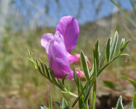 Imagem de Lathyrus brachycalyx Rydb.